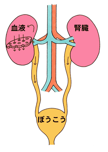 健康情報 慢性腎臓病ckd を気にしてみませんか 健康企業推進サポート シャイニング ライフ