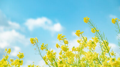 シャイニングライフ