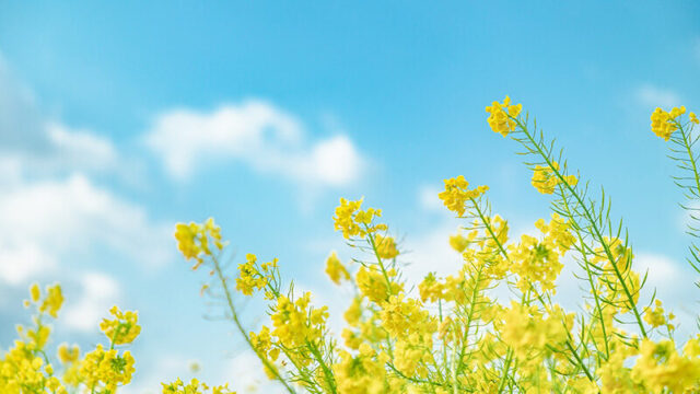 シャイニングライフ